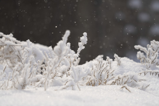 雪景