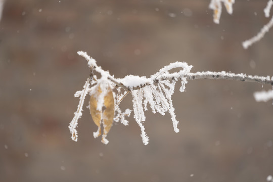 雪景