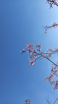 蓝天与樱花