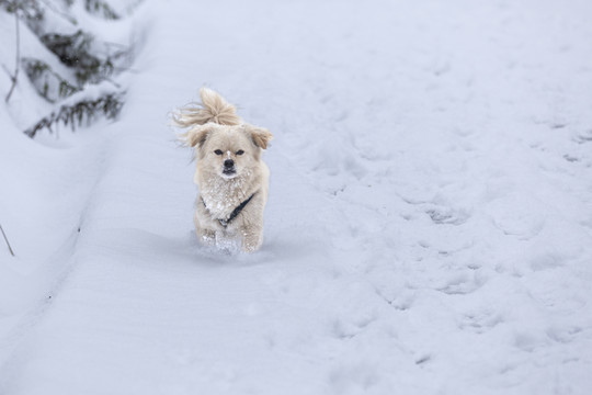 雪地奔跑的狗