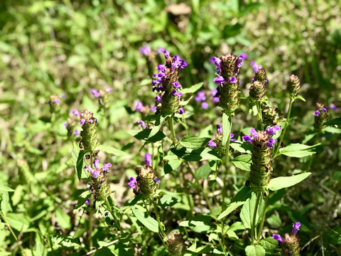 夏枯草