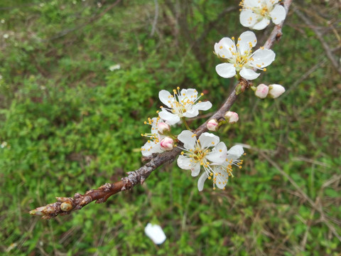 雨中桃花开