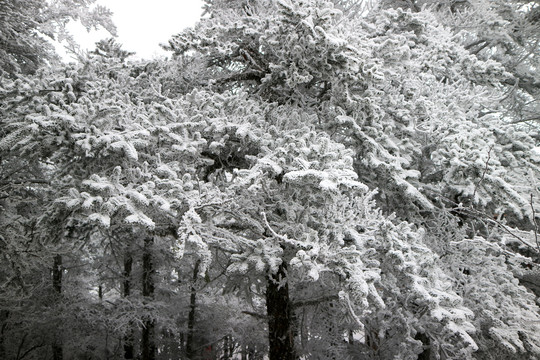 峨眉山雪景