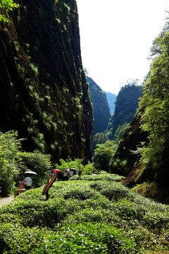 武夷山大红袍岩茶