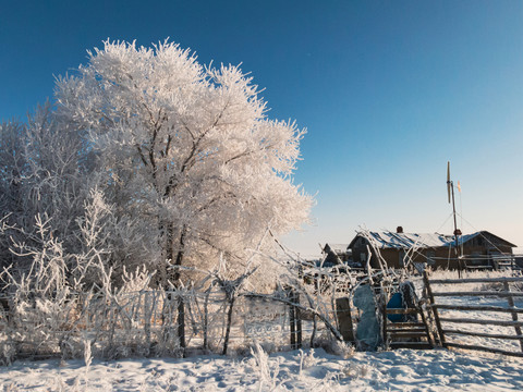 东北民居雪地雾凇