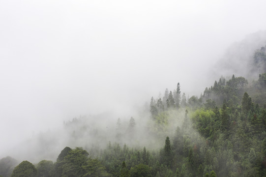 生态植被雾景