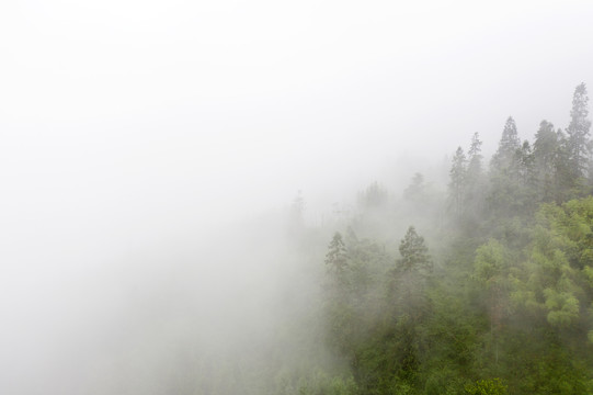 生态植被雾景