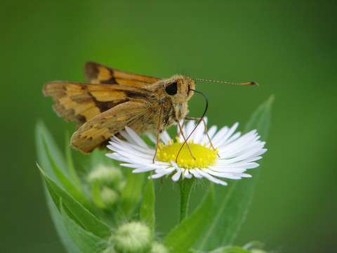 一只吸食花粉的黑脉长标弄蝶