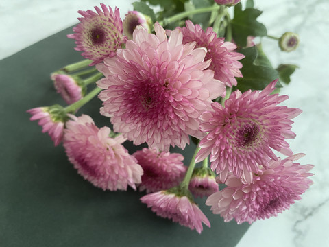粉色小菊花