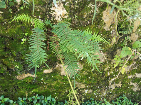 复古旧屋老院子乡村墙根植物