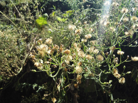 复古旧屋老院子乡村墙根植物