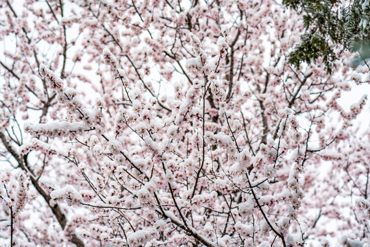 颐和园雪后桃花