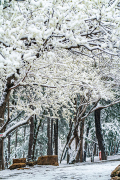 颐和园雪后桃花