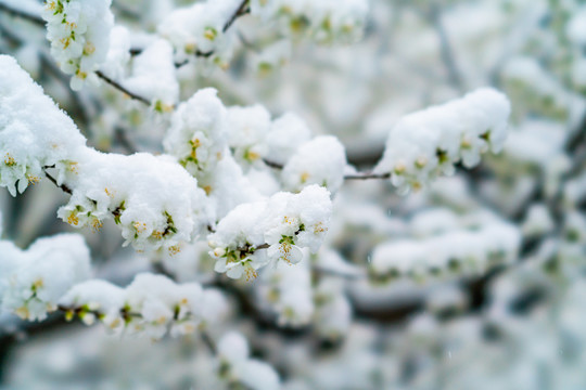 颐和园雪后桃花