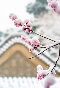 颐和园雪后桃花