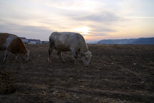 农村田野里的牛