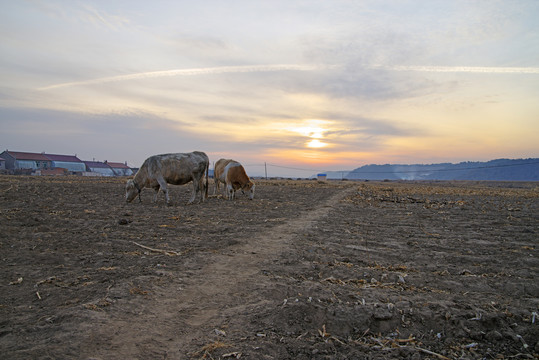 农村田野里的牛
