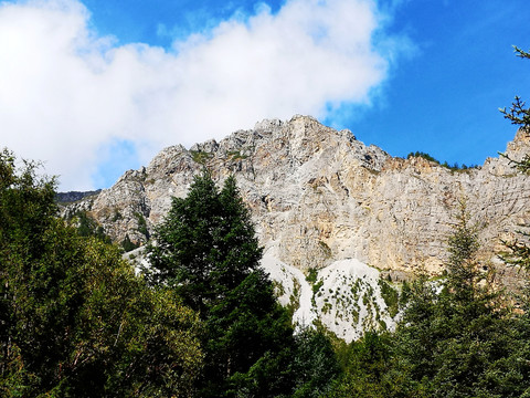 高山森林岩石