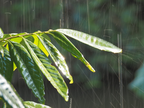 雨中的叶子