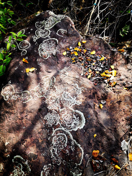 岩石表面苔藓花纹