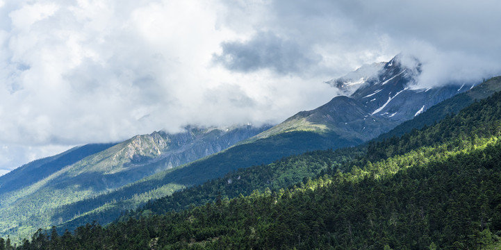 白马雪山森林