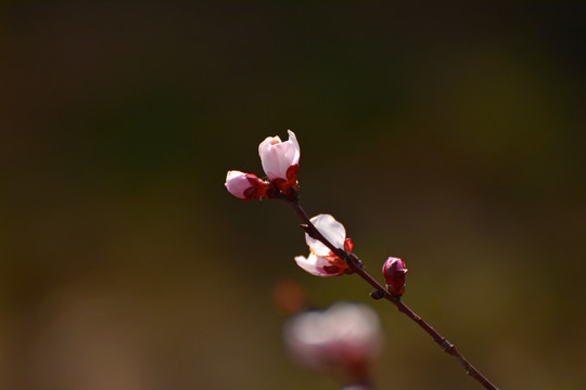 桃花