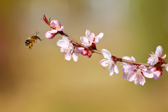 蜜蜂