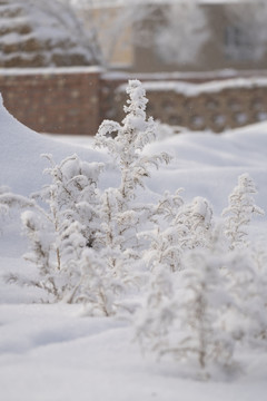 雪景