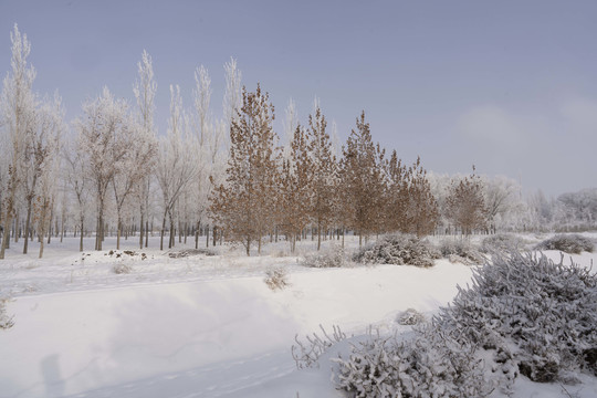 雪景