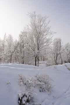 雪景