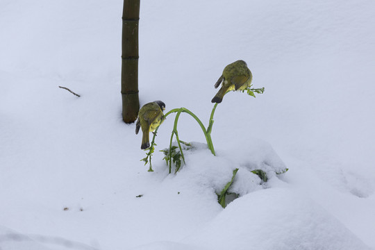 绿鹦嘴鹎雪地栖息