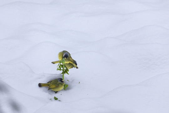 绿鹦嘴鹎雪地栖息