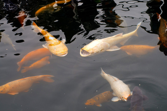 池塘中的锦鲤金鱼