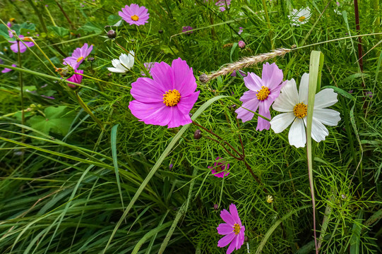 格桑花