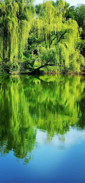 绿树映水