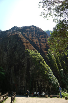 武夷山岩茶