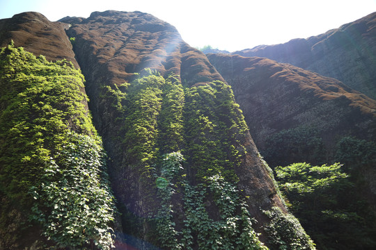 武夷山岩茶