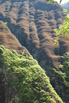 武夷山岩茶