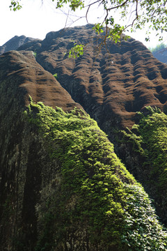 武夷山岩茶