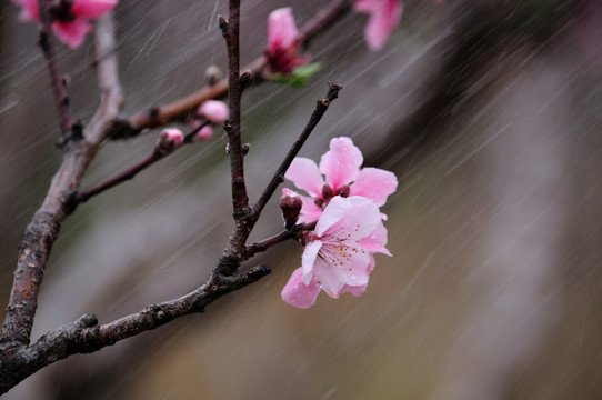 桃花雨