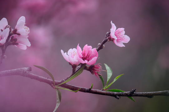 桃花