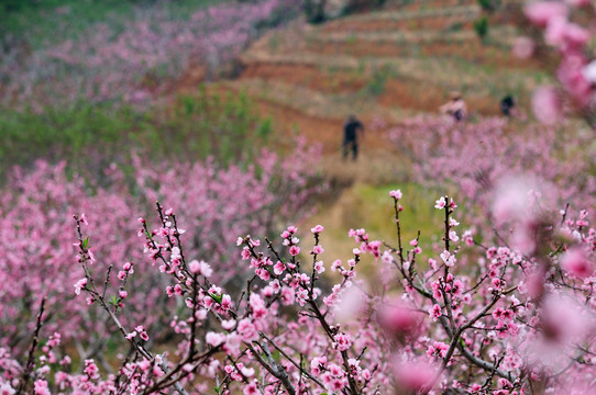 桃花