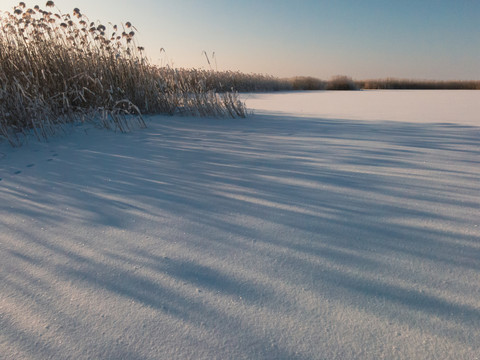 冬季湿地芦苇雪地光影
