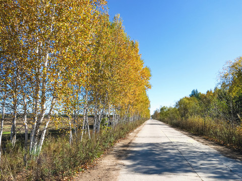 秋季乡村公路树林