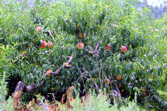 桃树种植