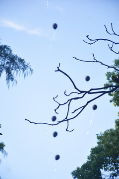 天空树枝气球