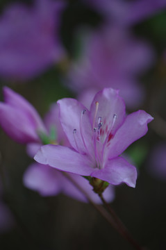 紫色花蕊