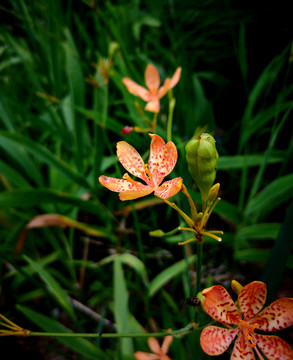 射干花