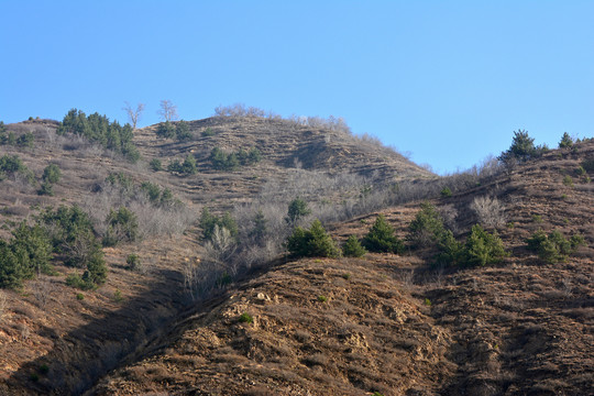 寂山早春