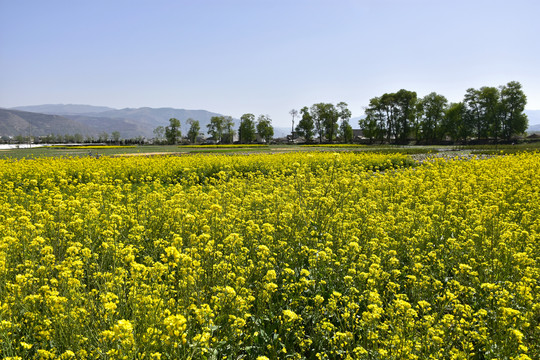 乡村油菜花